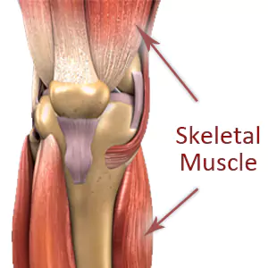 Skeletal muscle